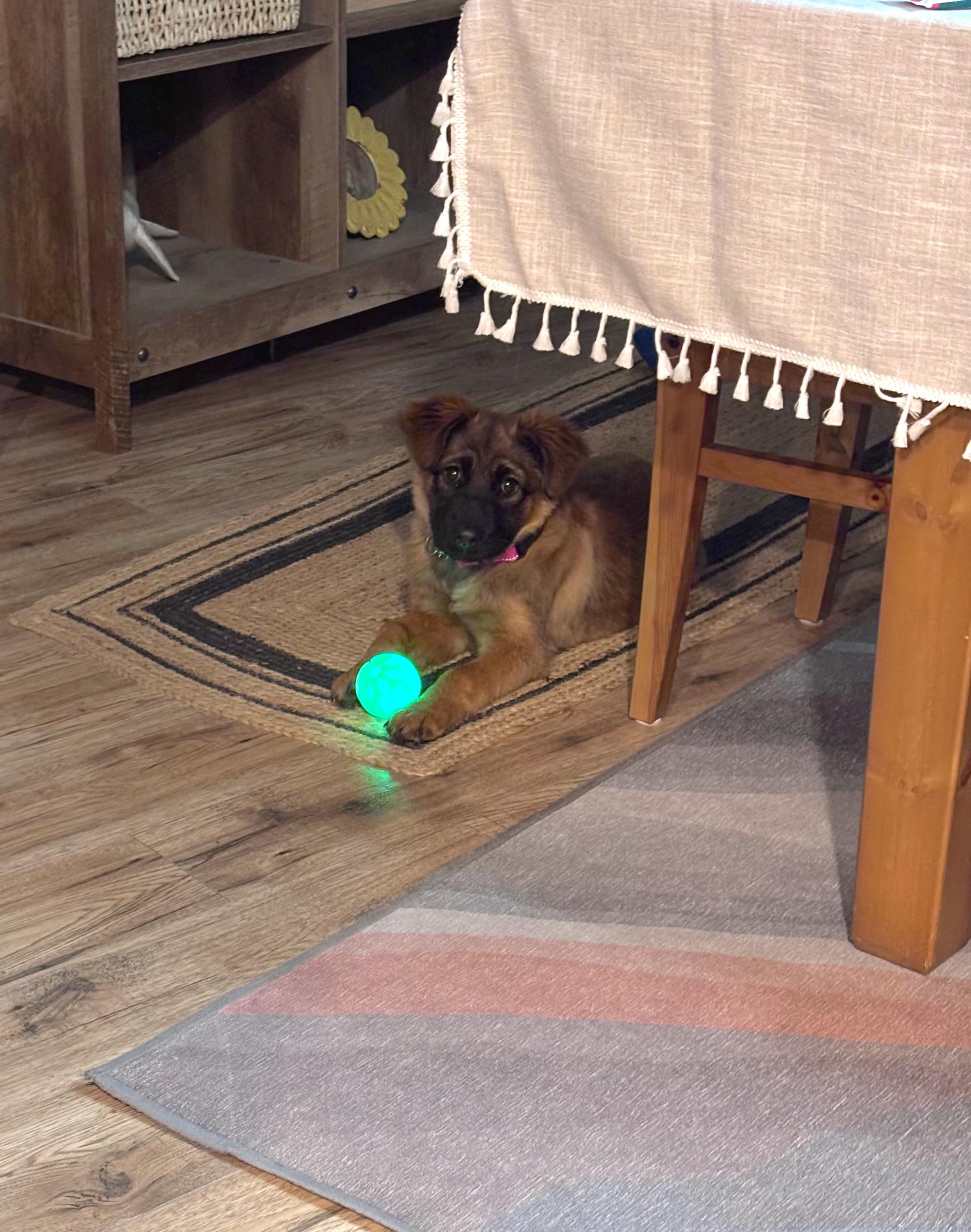 Pepper(mint), a ADOPTABLE mixed breed in Junction City, OR image 4/6