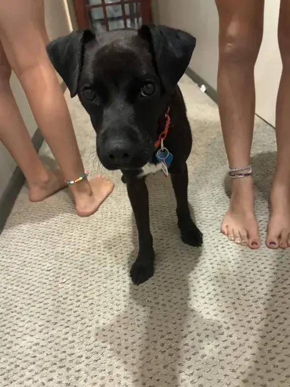 Jett, Adoptable, Young Male Mixed Breed.