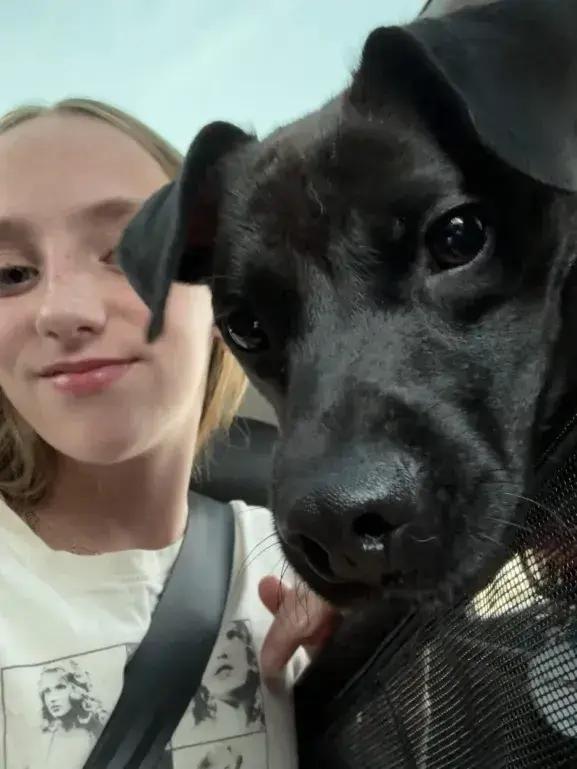 Enlarge Jett, a Adoptable mixed breed in Grand Rapids, MI image 2/6