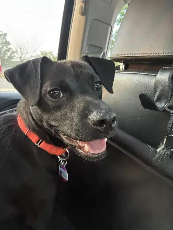 Enlarge Jett, a Adoptable mixed breed in Grand Rapids, MI image 3/6