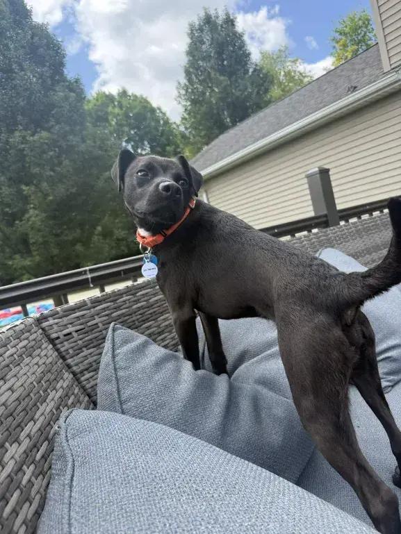 Enlarge Jett, a Adoptable mixed breed in Grand Rapids, MI image 5/6
