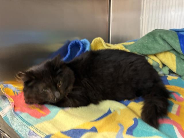 KITT, Adoptable, Young Male Domestic Long Hair.