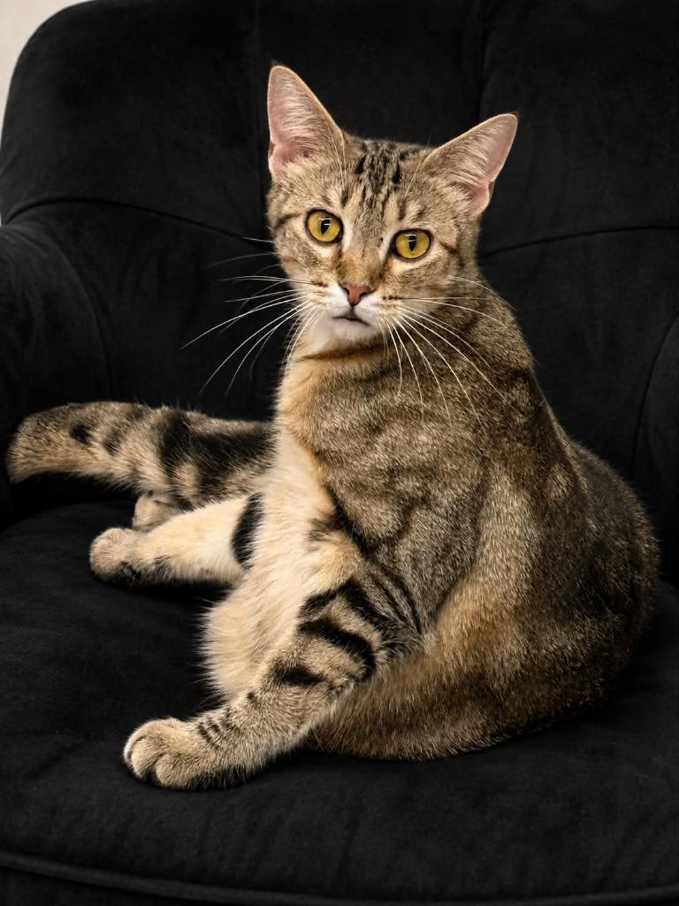 Fancy, Adoptable, Young Female Domestic Short Hair.