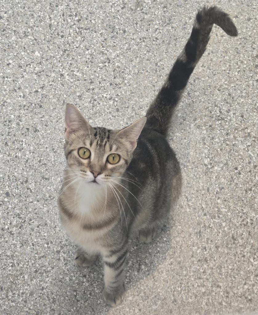 Fancy, a Adoptable mixed breed in Viroqua, WI image 3/5