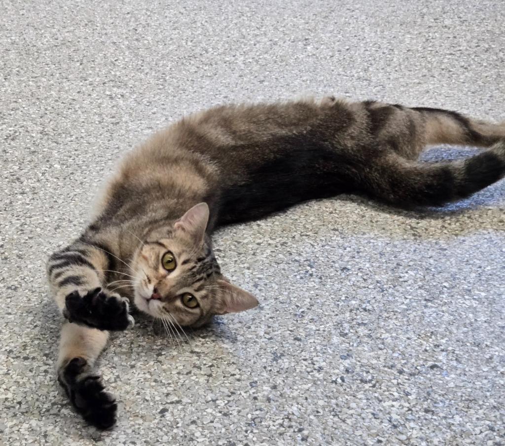 Fancy, a Adoptable mixed breed in Viroqua, WI image 4/5