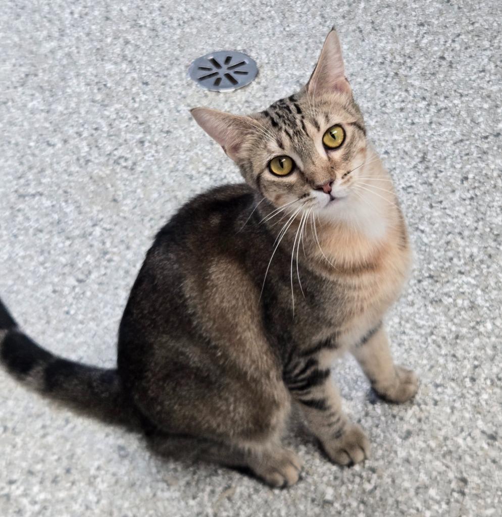 Fancy, a Adoptable mixed breed in Viroqua, WI image 5/5