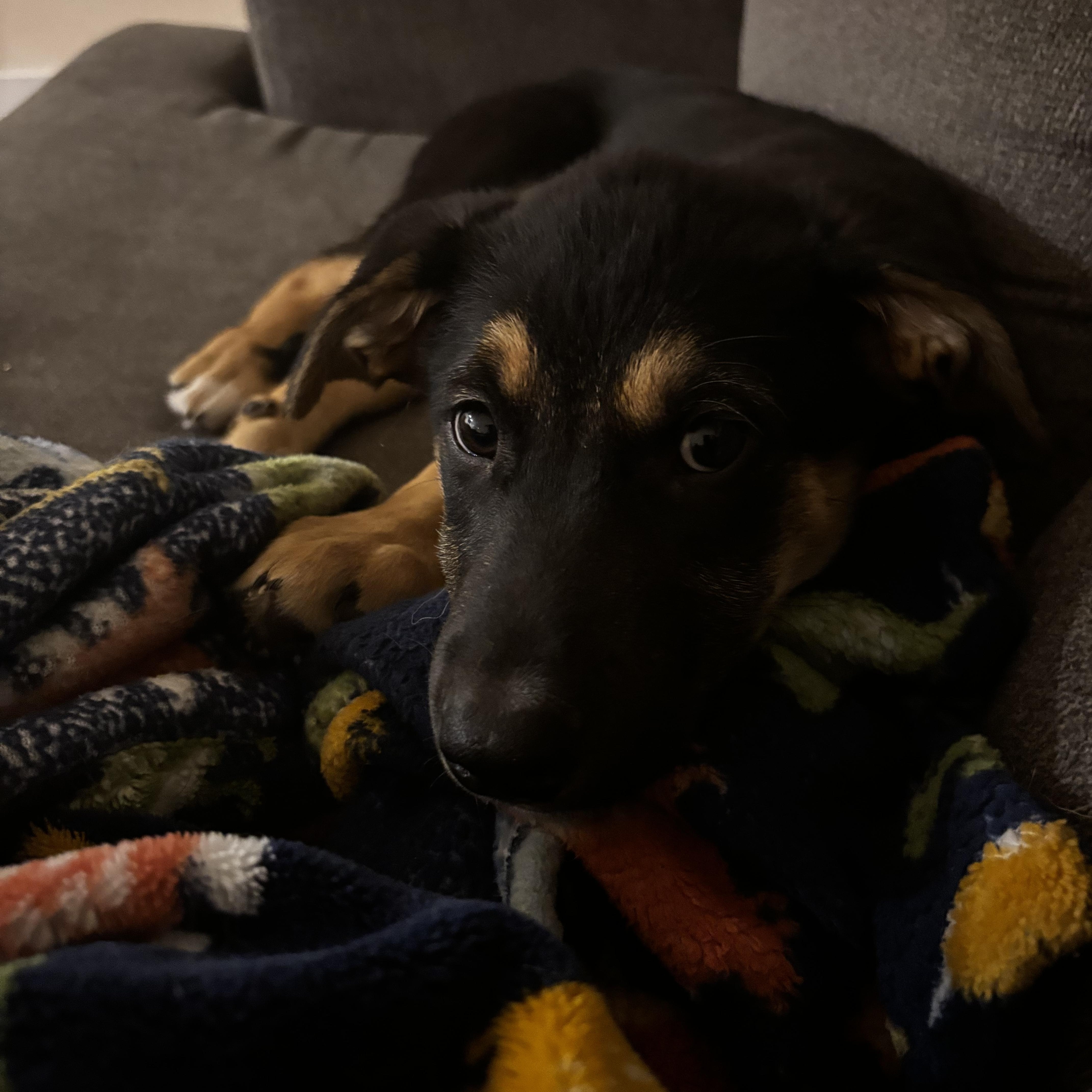 Grumpy, a ADOPTABLE Mixed Breed in Saskatoon, SK image 4/6
