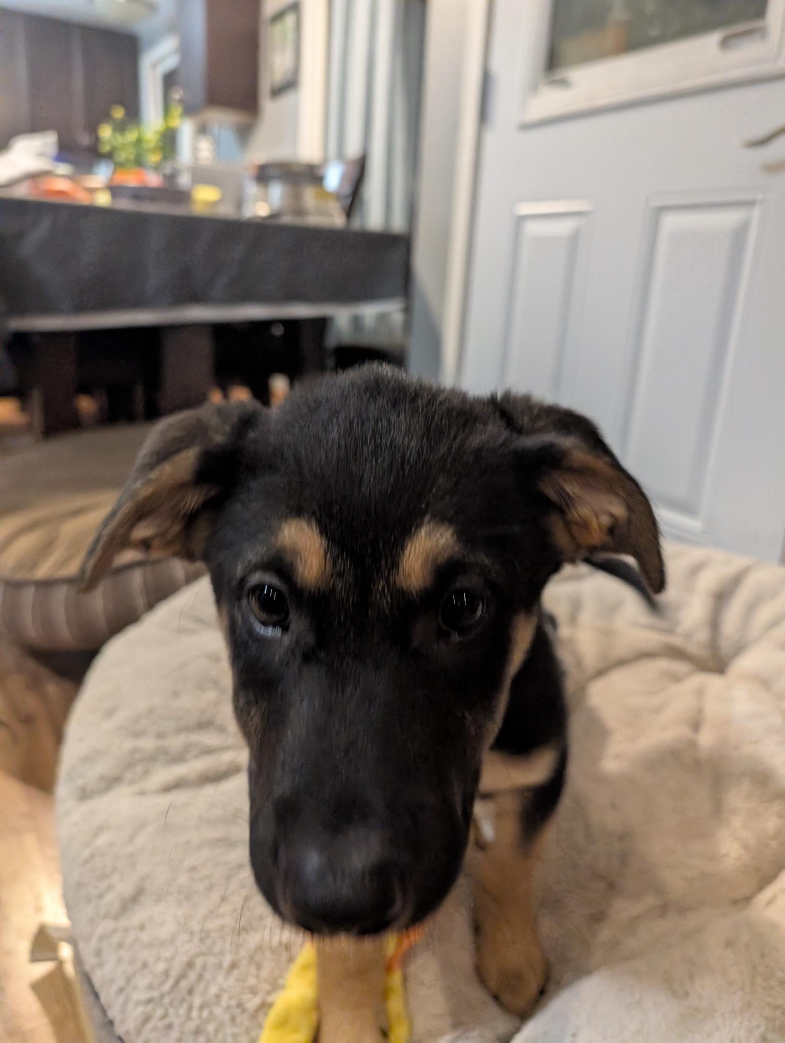 Grumpy, a ADOPTABLE Mixed Breed in Saskatoon, SK image 6/6