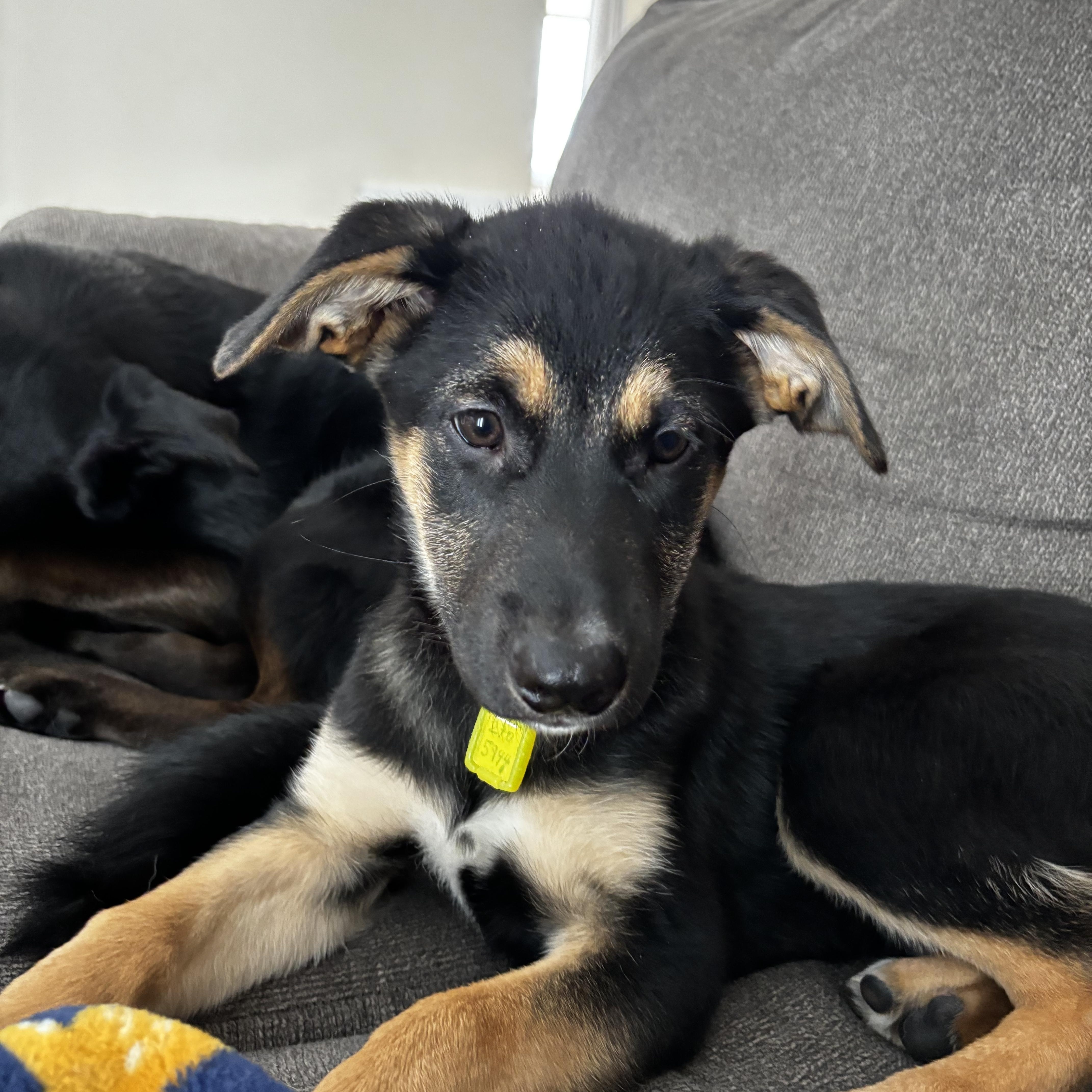 Grumpy, a ADOPTABLE Mixed Breed in Saskatoon, SK image 1/6