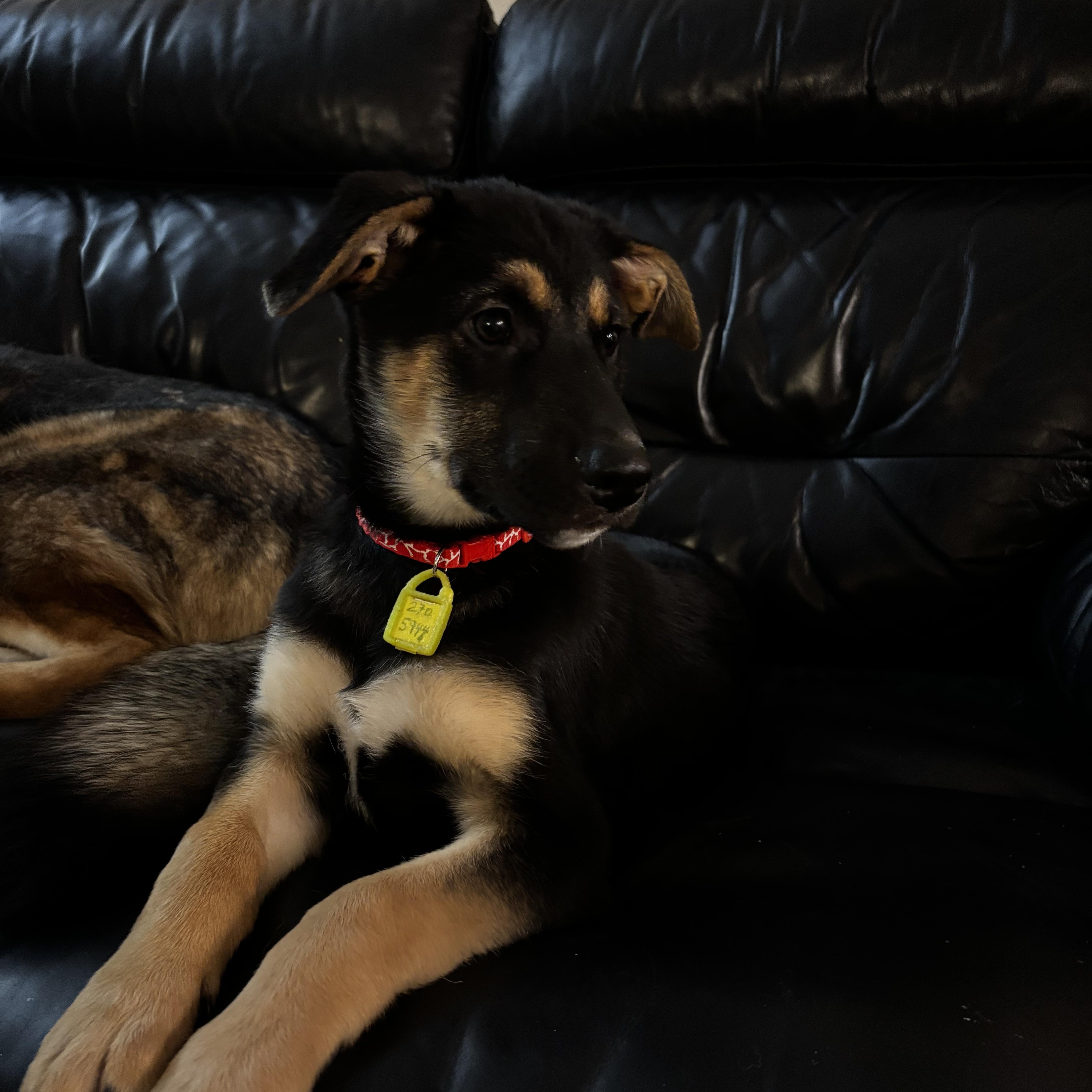 Grumpy, a ADOPTABLE Mixed Breed in Saskatoon, SK image 2/6