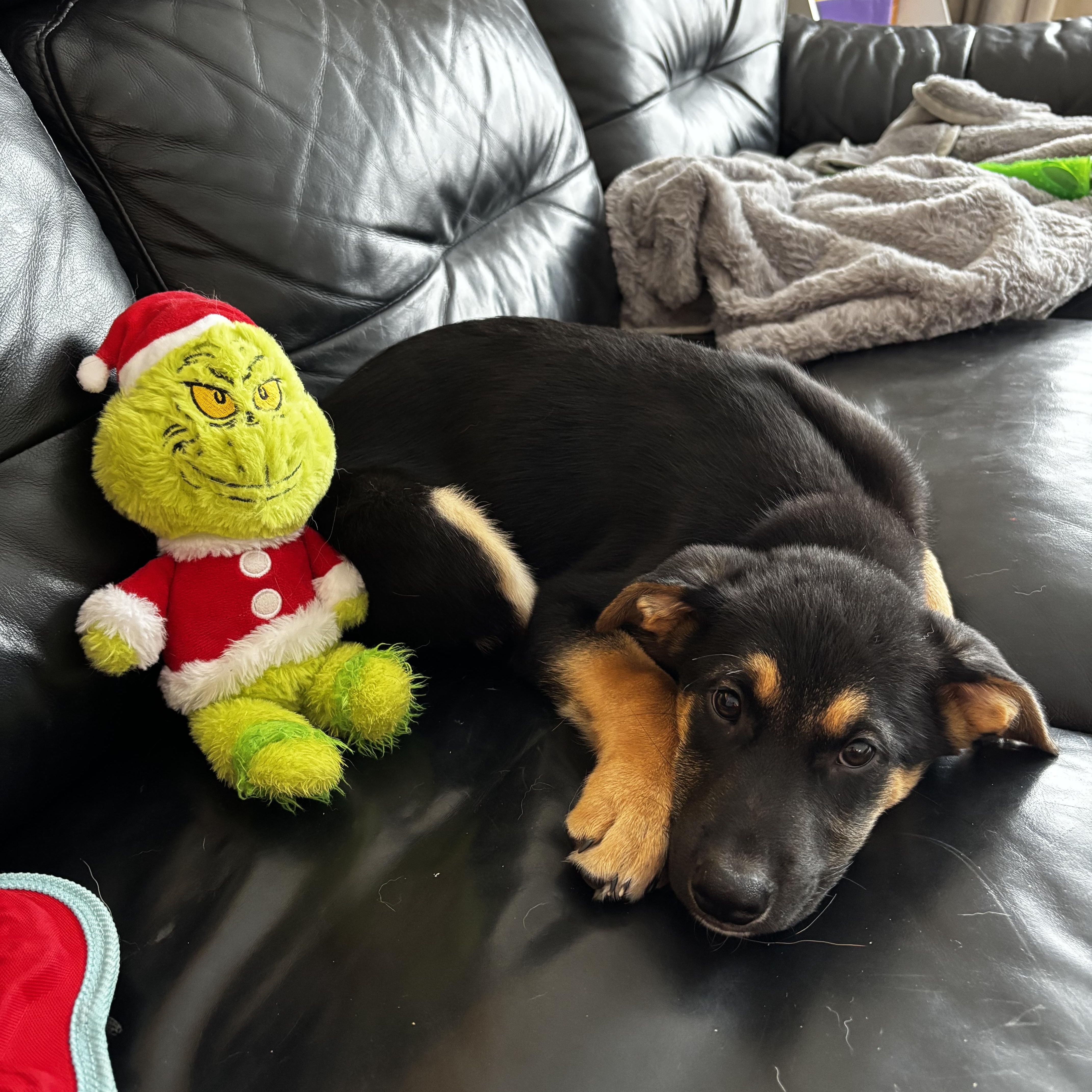 Grumpy, a ADOPTABLE Mixed Breed in Saskatoon, SK image 3/6