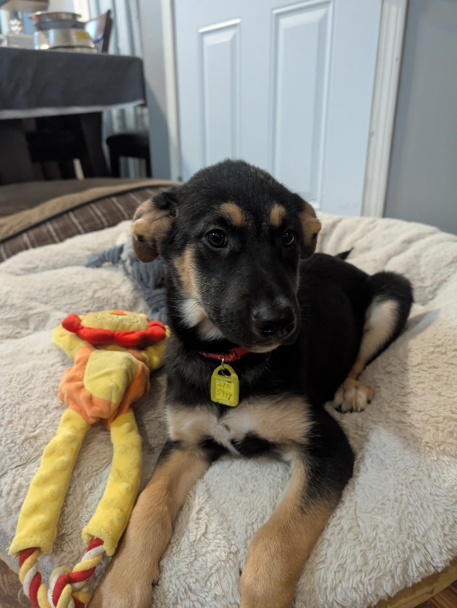 Grumpy, a ADOPTABLE Mixed Breed in Saskatoon, SK image 5/6