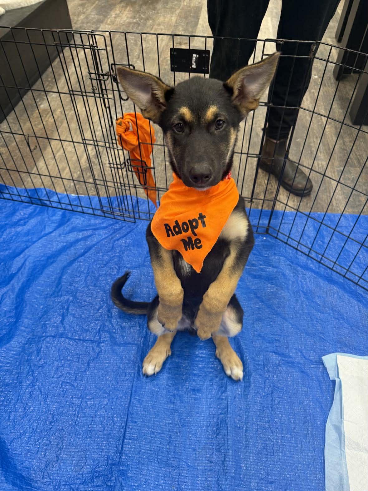 Grumpy, ADOPTABLE, Young Male Mixed Breed.