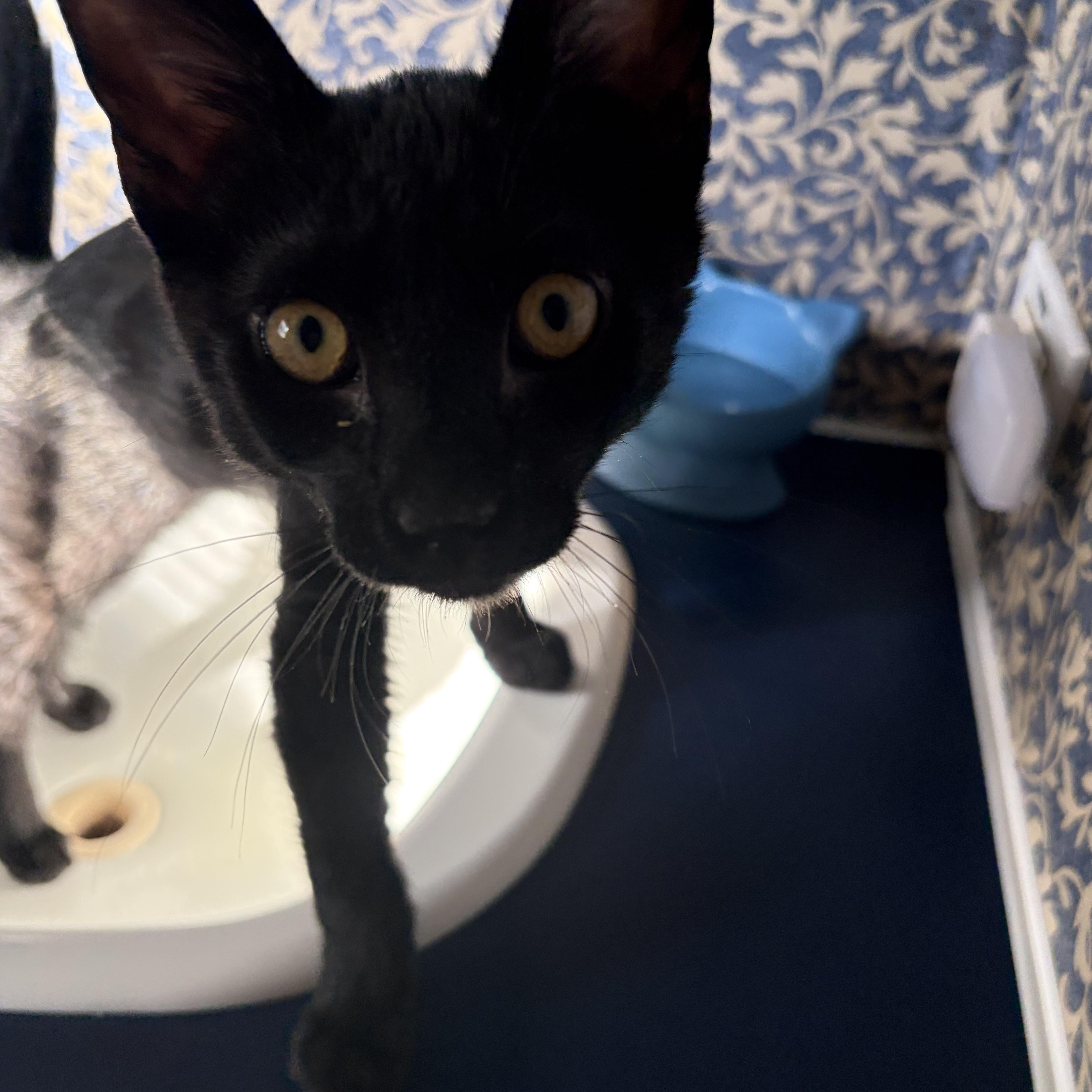 Enlarge Pikachu, a Adoptable Domestic Short Hair in Mississippi State, MS image 5/5