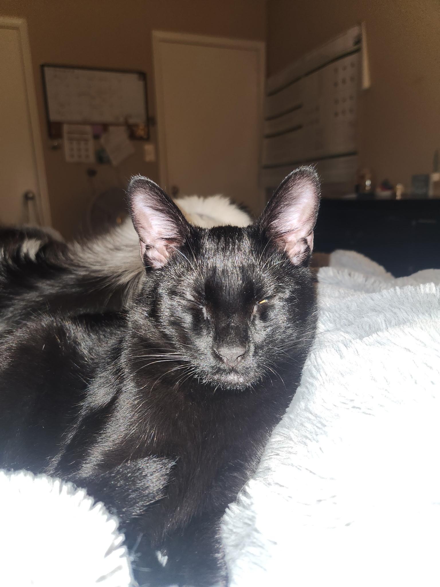 Enlarge Pikachu, a Adoptable Domestic Short Hair in Mississippi State, MS image 4/6