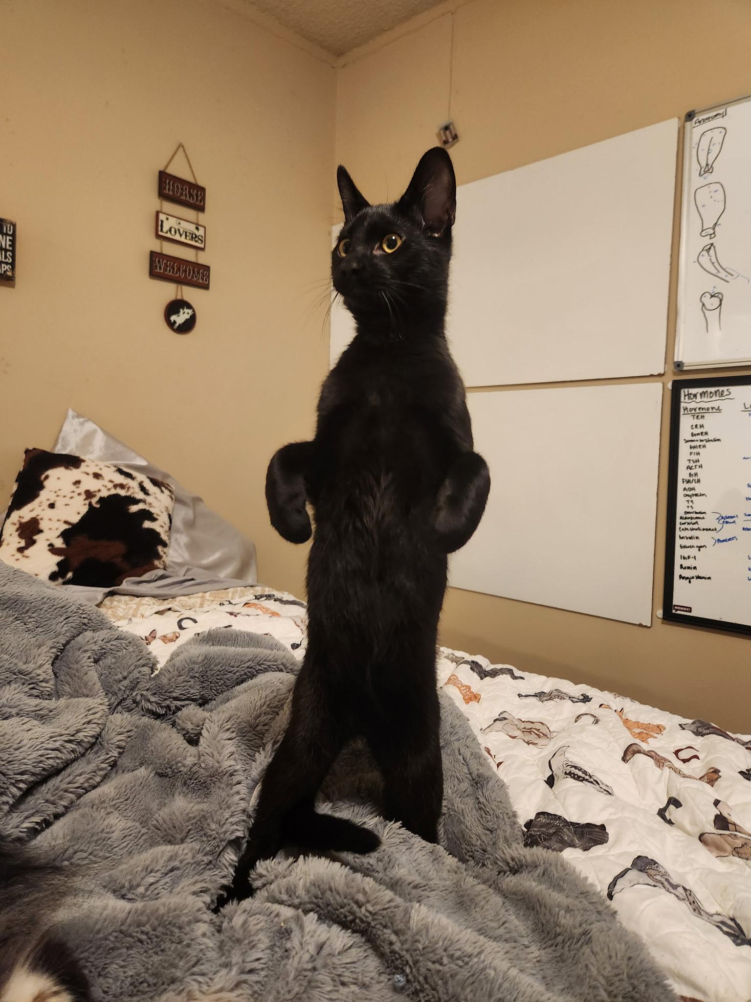 Enlarge Pikachu, a Adoptable Domestic Short Hair in Mississippi State, MS image 1/6