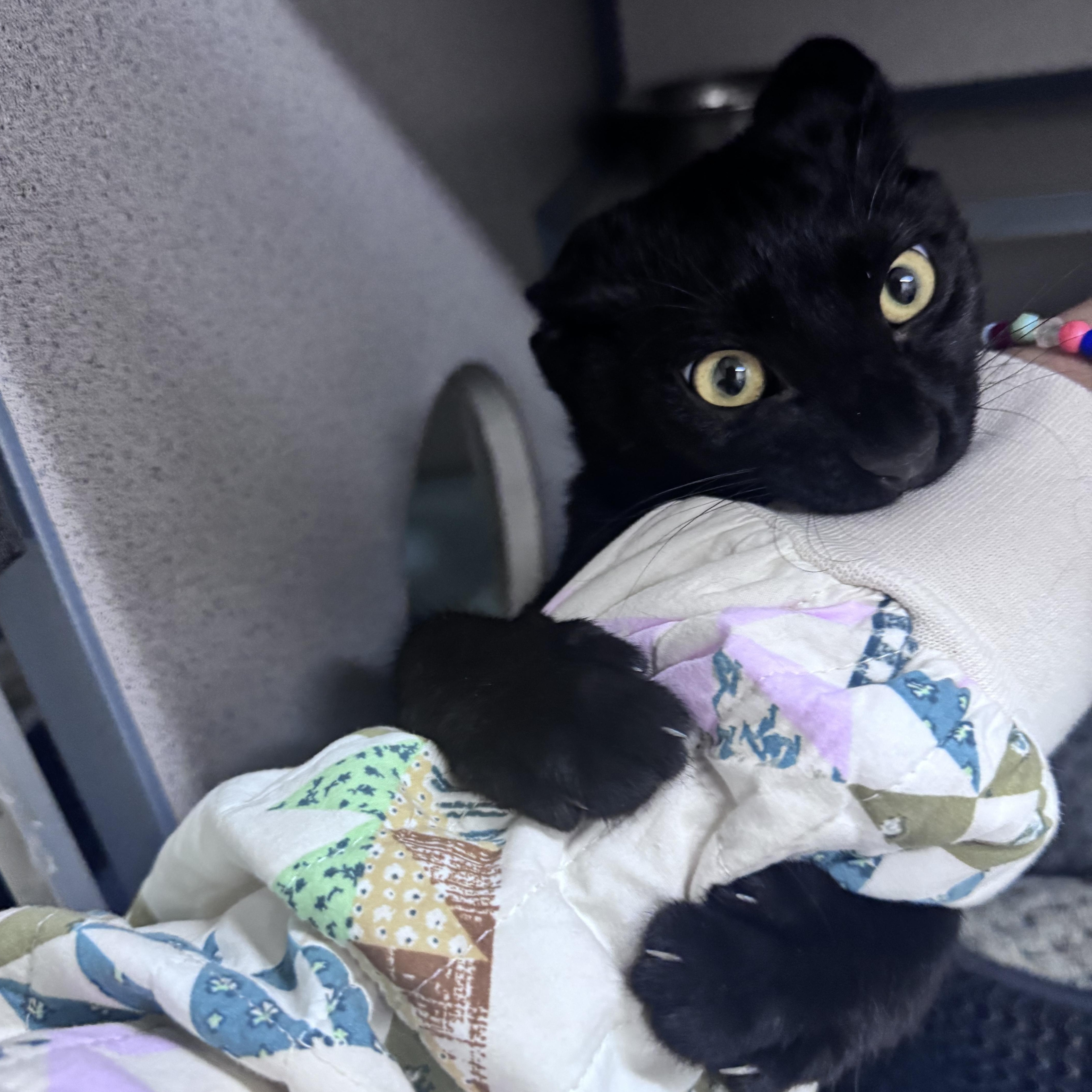 Enlarge Pikachu, a Adoptable Domestic Short Hair in Mississippi State, MS image 3/5