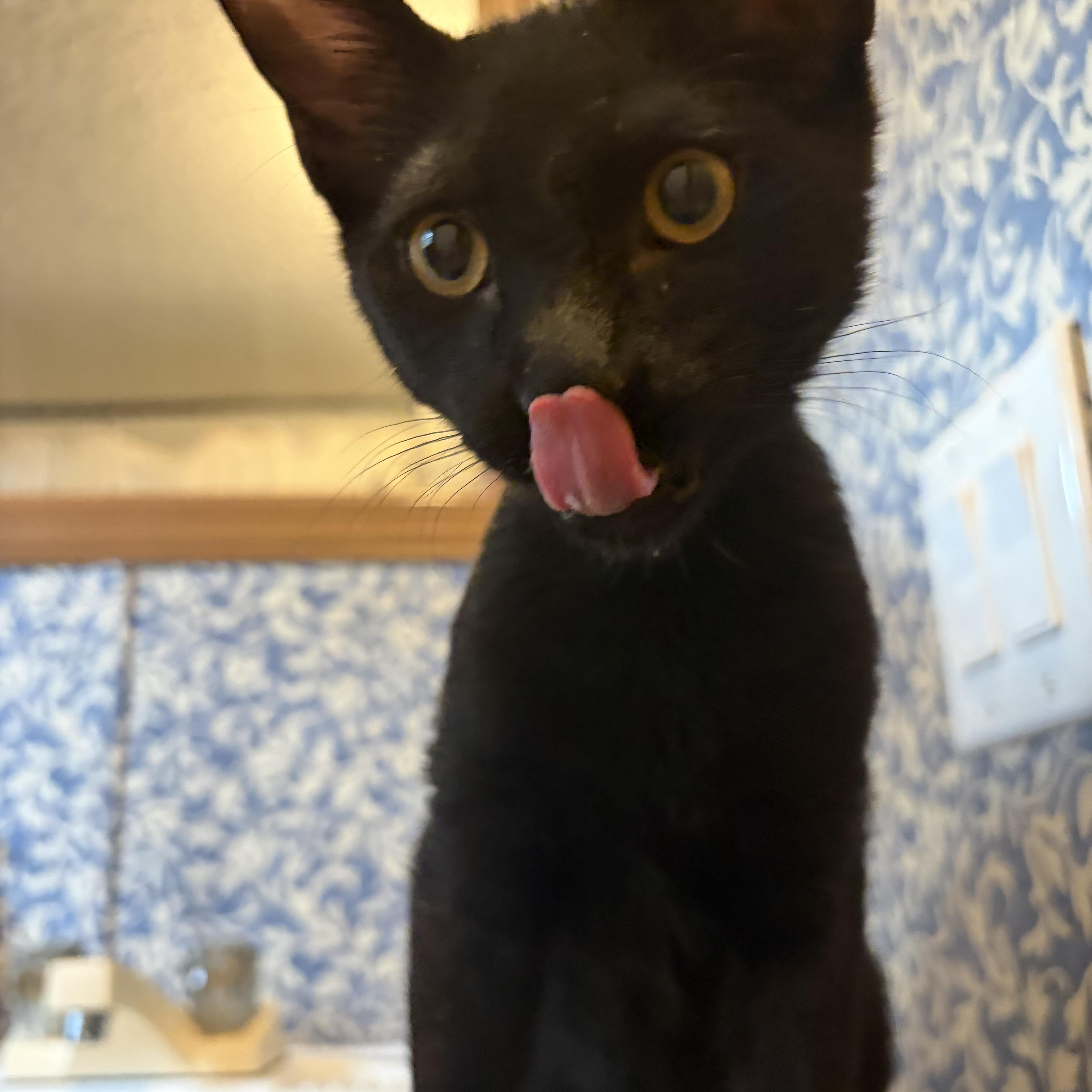 Enlarge Pikachu, a Adoptable Domestic Short Hair in Mississippi State, MS image 4/5