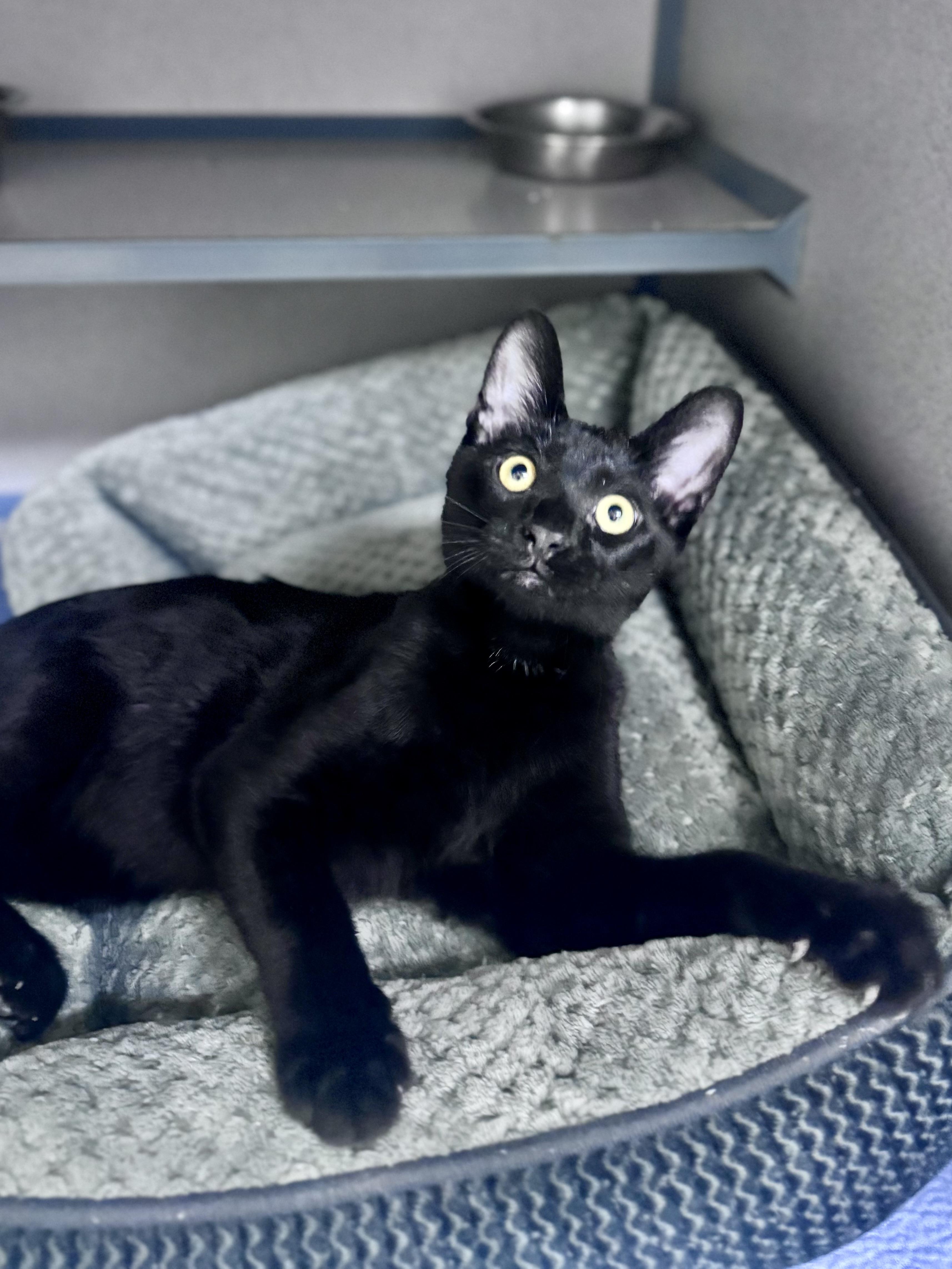 Enlarge Pikachu, a Adoptable Domestic Short Hair in Mississippi State, MS image 2/5