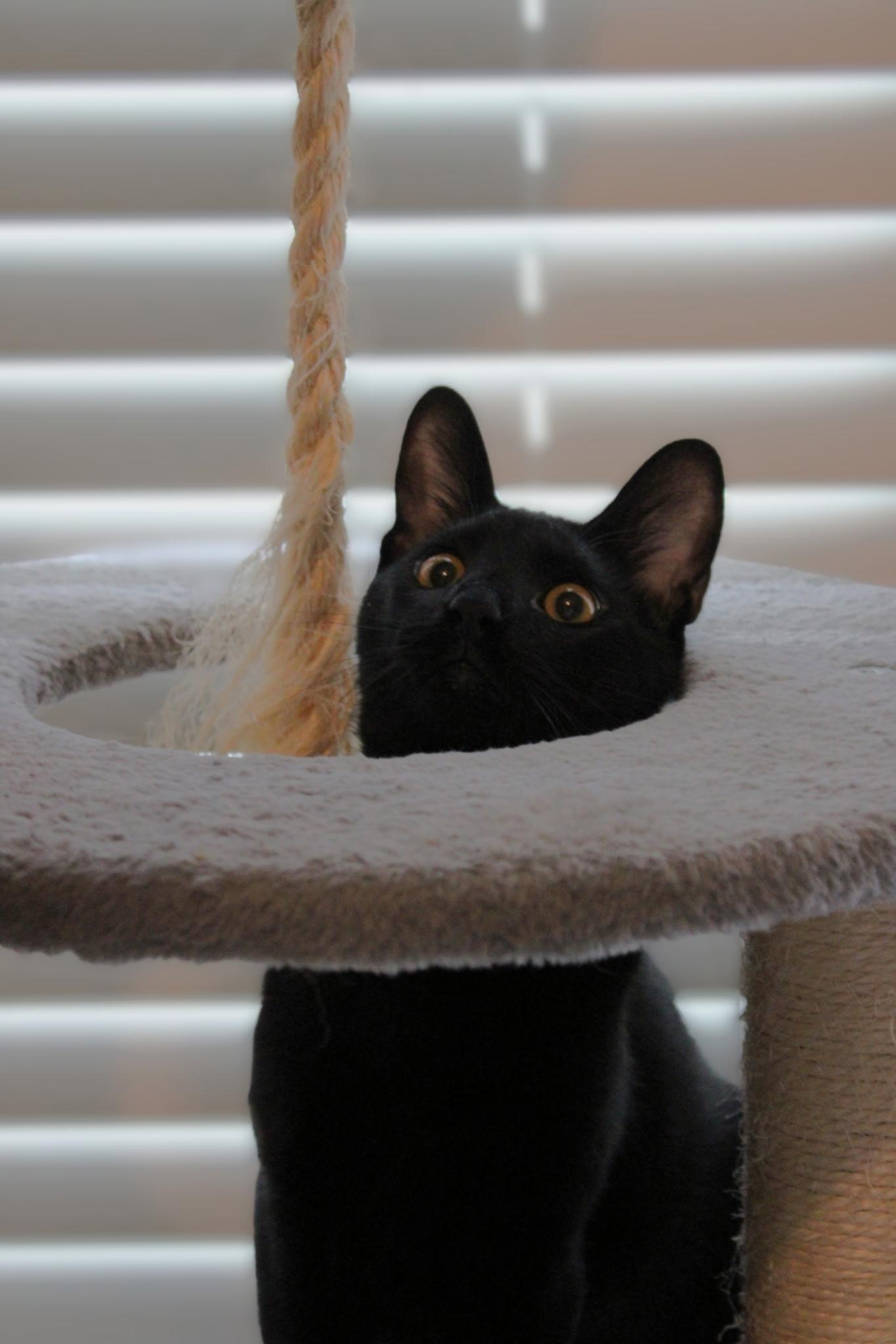 Enlarge Pikachu, a Adoptable Domestic Short Hair in Mississippi State, MS image 3/6