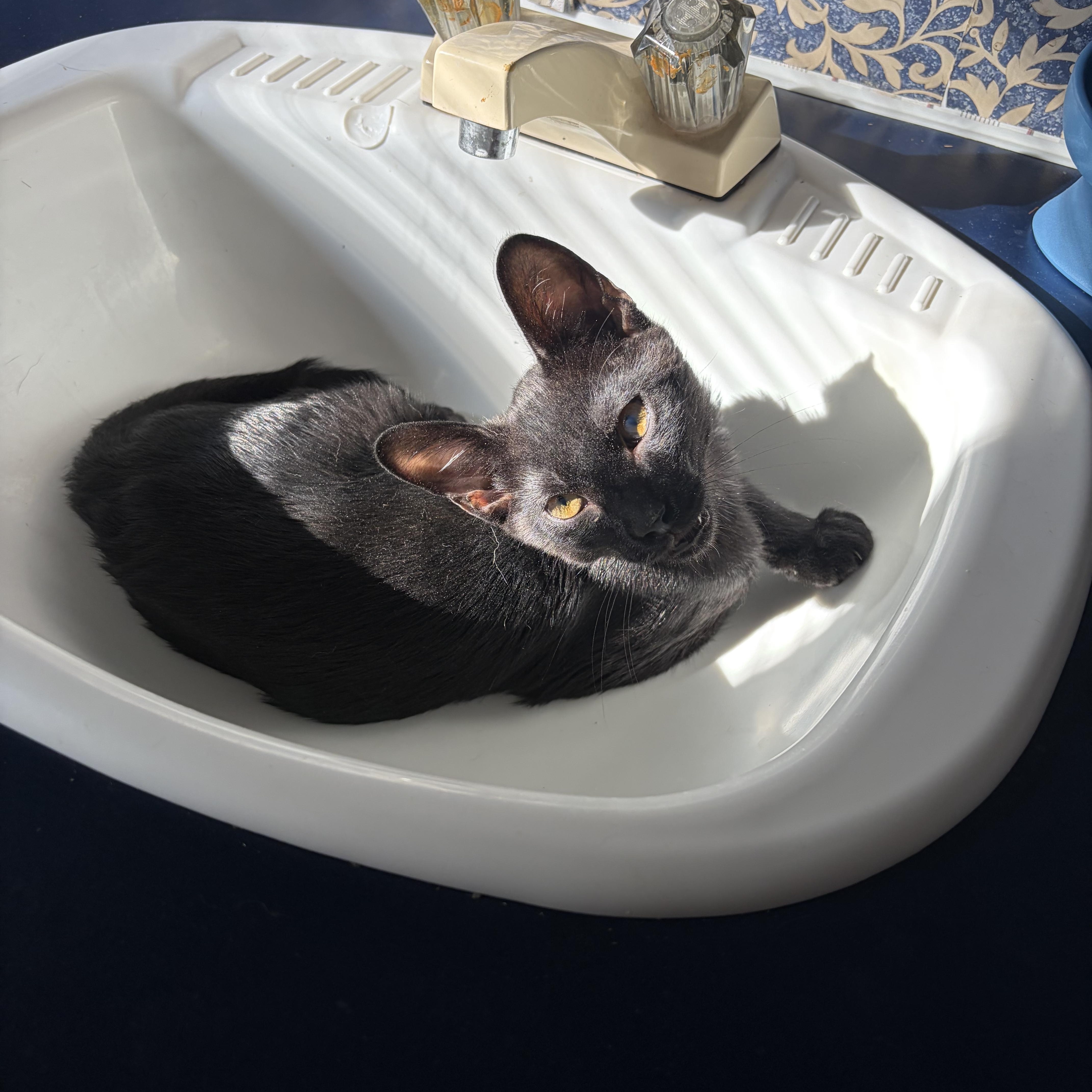 Pikachu, Adoptable, Kitten Male Domestic Short Hair.