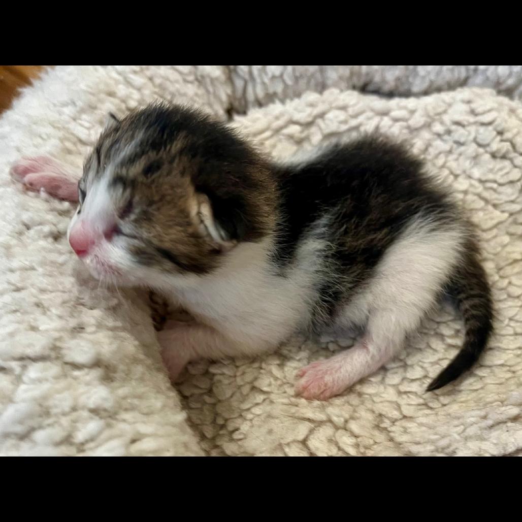 Kale, Adoptable, Kitten Male Domestic Short Hair.