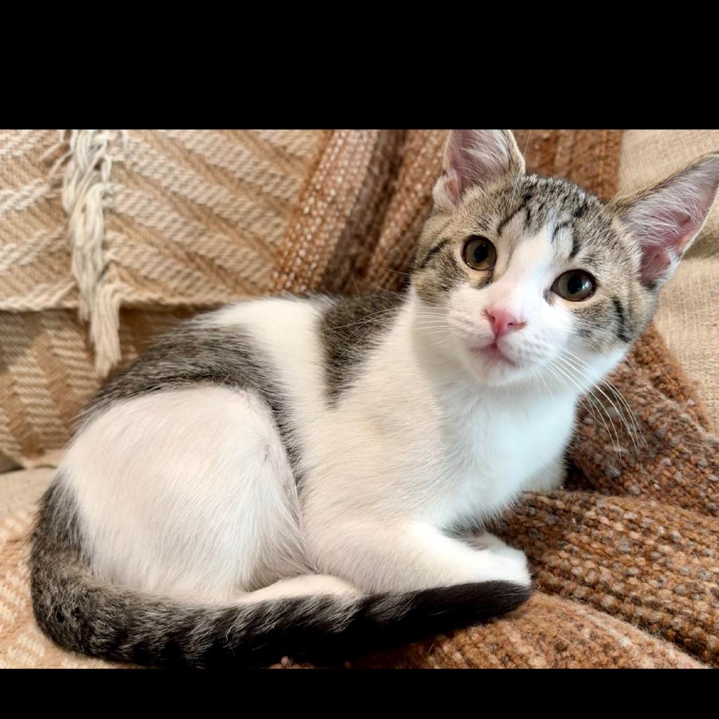Enlarge Kale, a Adoptable Domestic Short Hair in Ashland, OR image 2/4