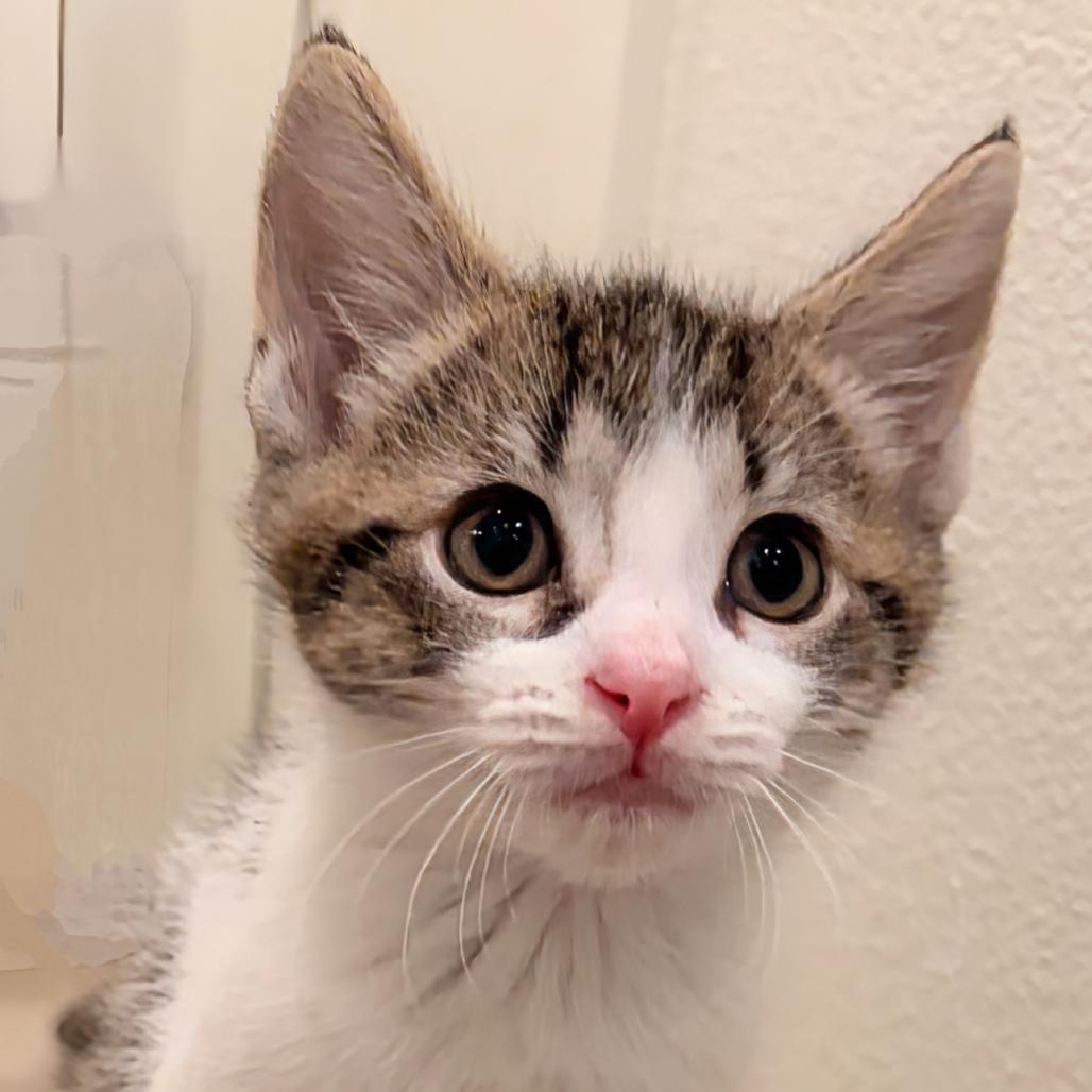 Enlarge Kale, a Adoptable Domestic Short Hair in Ashland, OR image 2/3