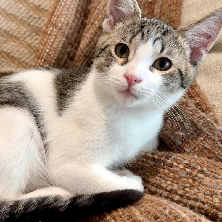 Enlarge Kale, a Adoptable Domestic Short Hair in Ashland, OR image 4/4
