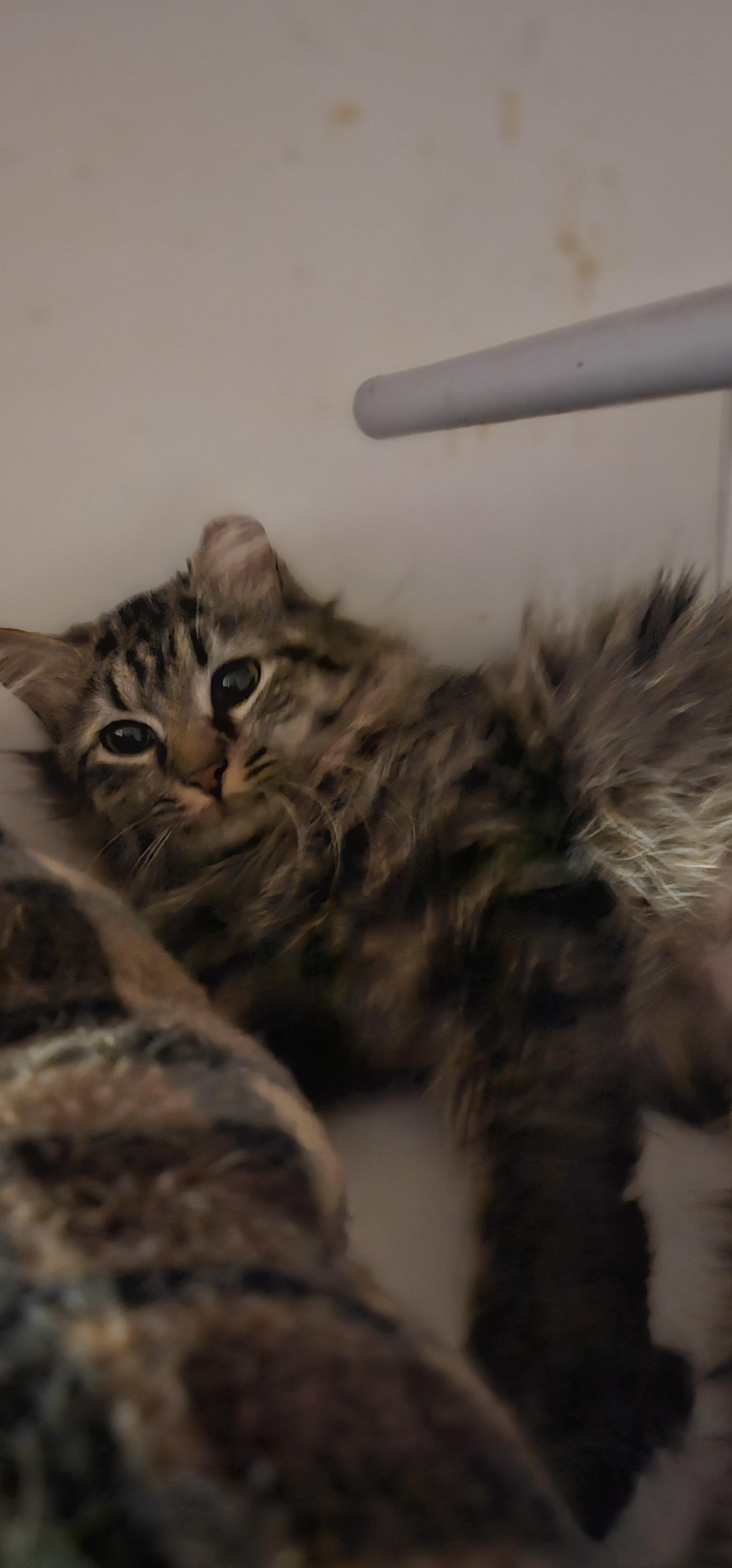 Enlarge Foxy Fiona, a Adoptable Domestic Medium Hair in Hazlet, NJ image 1/4