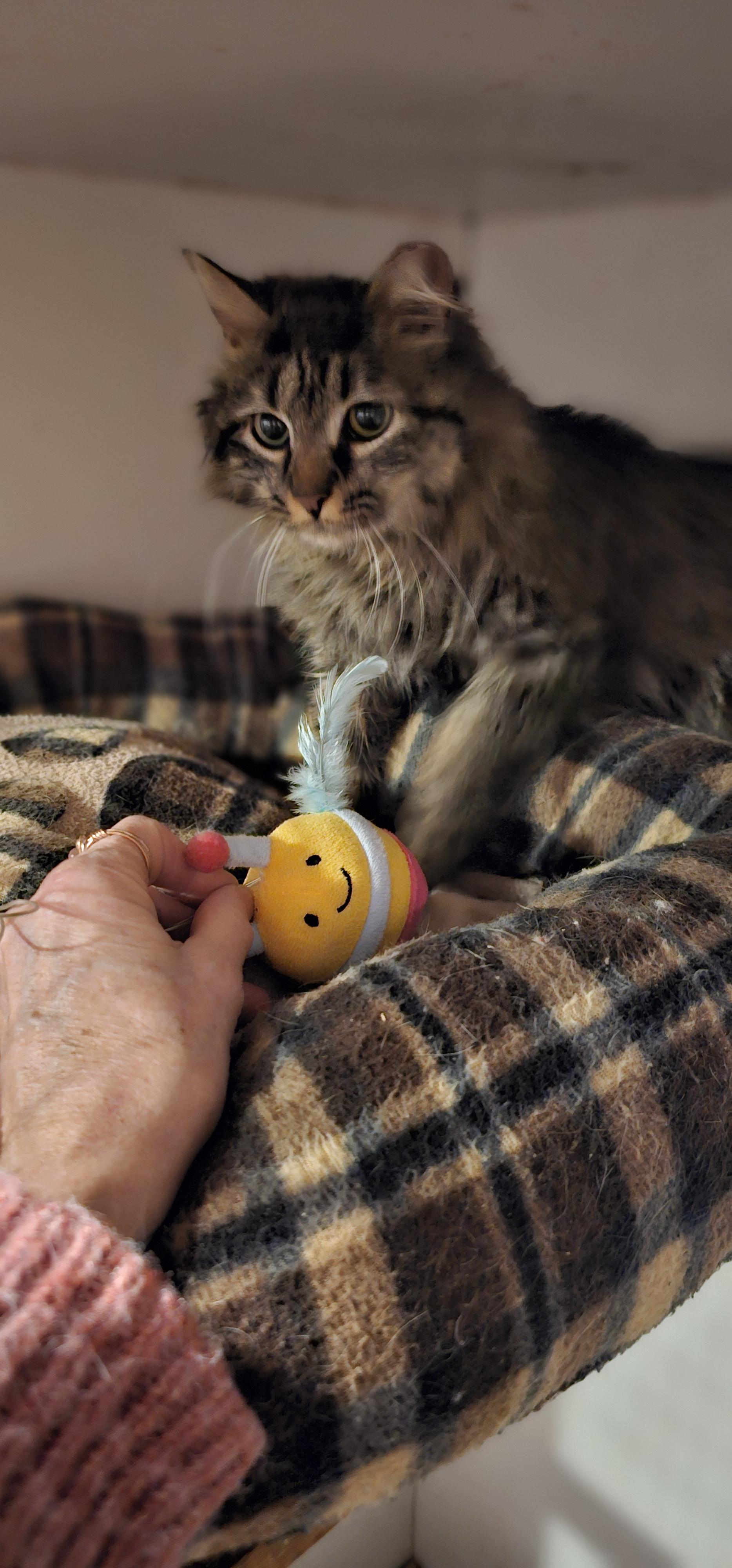 Enlarge Foxy Fiona, a Adoptable Domestic Medium Hair in Hazlet, NJ image 2/4