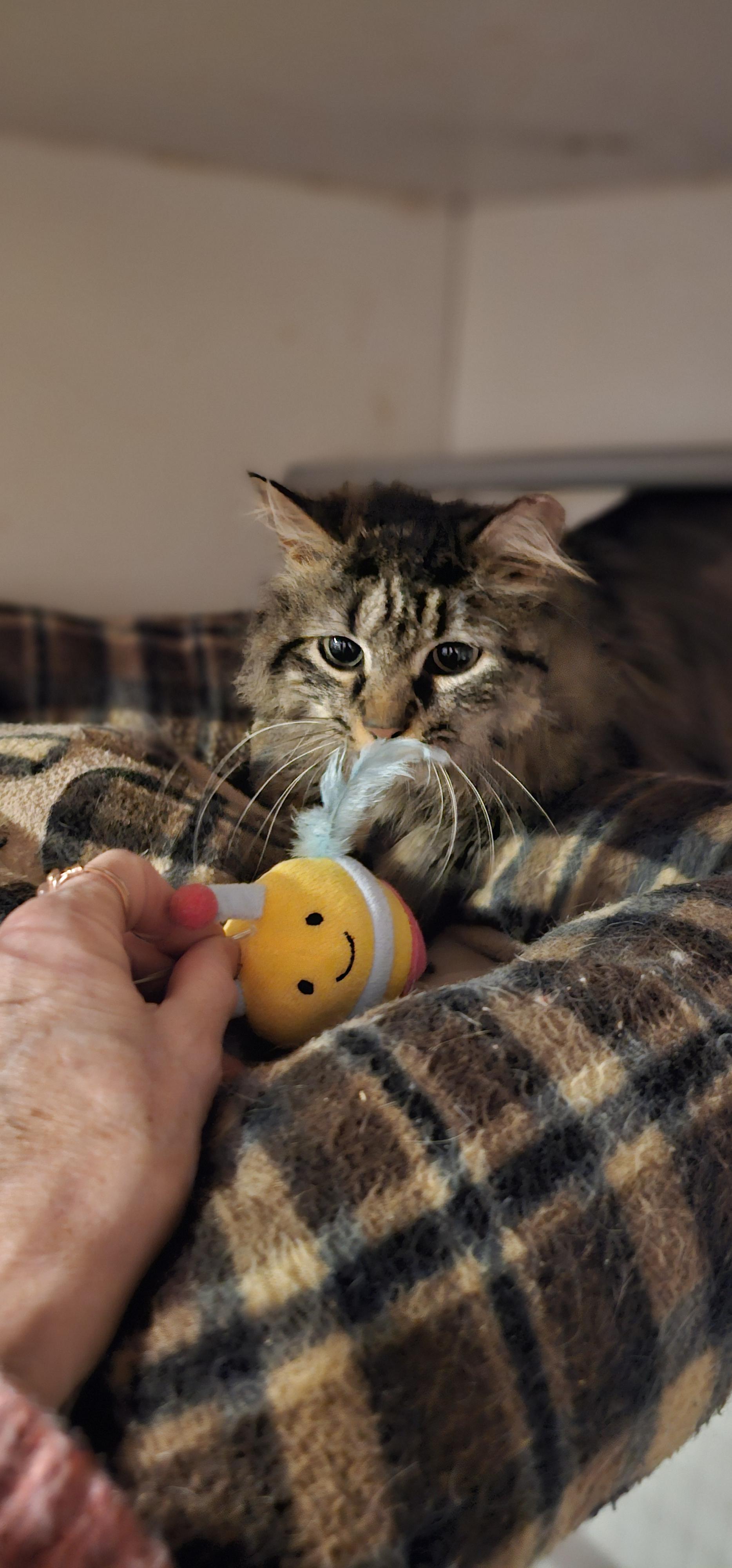 Enlarge Foxy Fiona, a Adoptable Domestic Medium Hair in Hazlet, NJ image 3/4