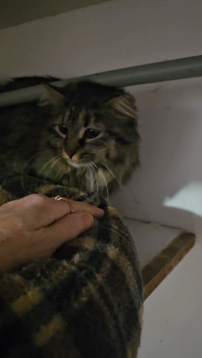 Enlarge Foxy Fiona, a Adoptable Domestic Medium Hair in Hazlet, NJ video 4/4