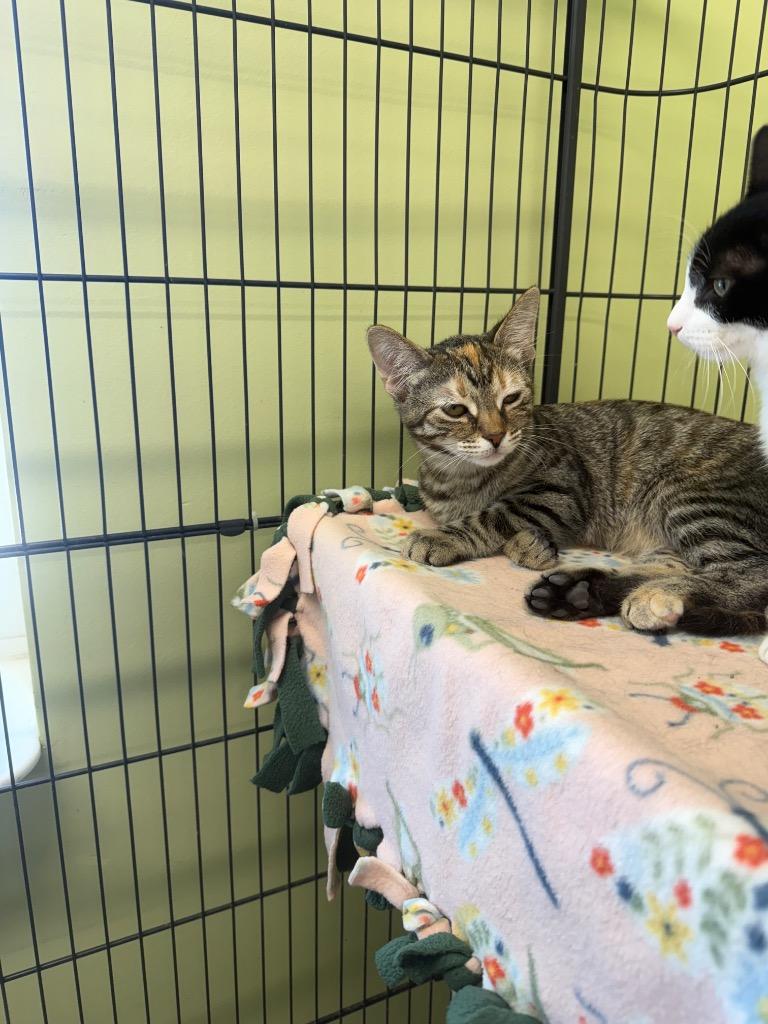Etta James, Adoptable, Kitten Female Domestic Short Hair.