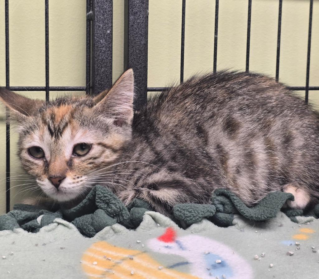 Etta James, Adoptable, Kitten Female Domestic Short Hair.
