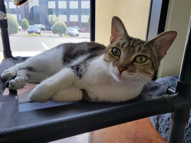 LOLA, Adoptable, Adult Female Domestic Short Hair.