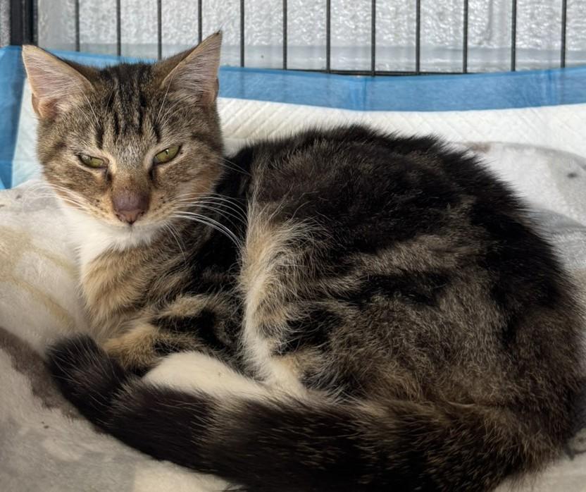 Rooster, Adoptable, Young Male Domestic Short Hair.