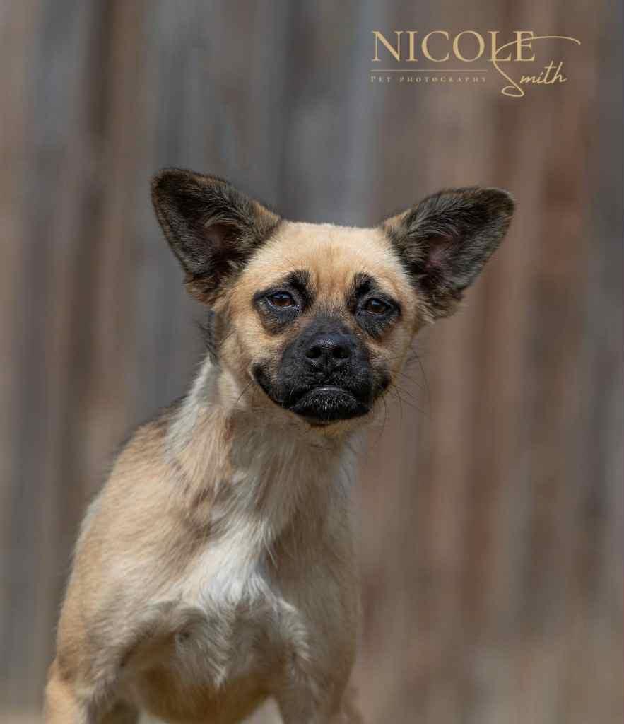 Enlarge Miley, a Adoptable mixed breed in Stormville, NY image 1/2