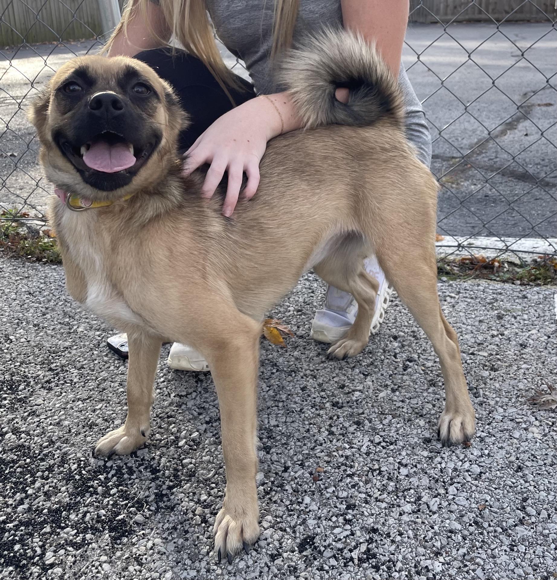 Enlarge Miley, a Adoptable mixed breed in Stormville, NY image 2/2