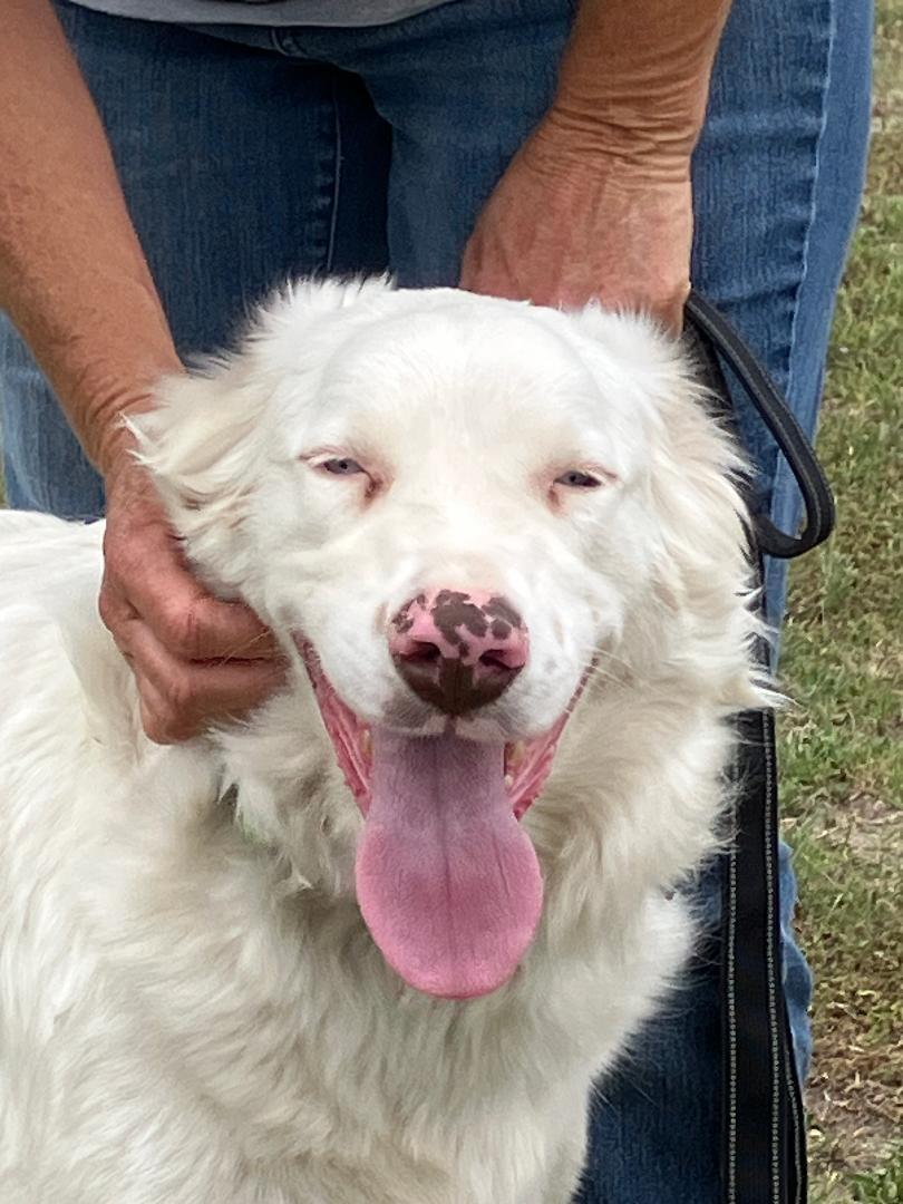 Enlarge RADIO - Tuning in for His Forever Home, an adopted mixed breed in Stephenville, TX image 5/6