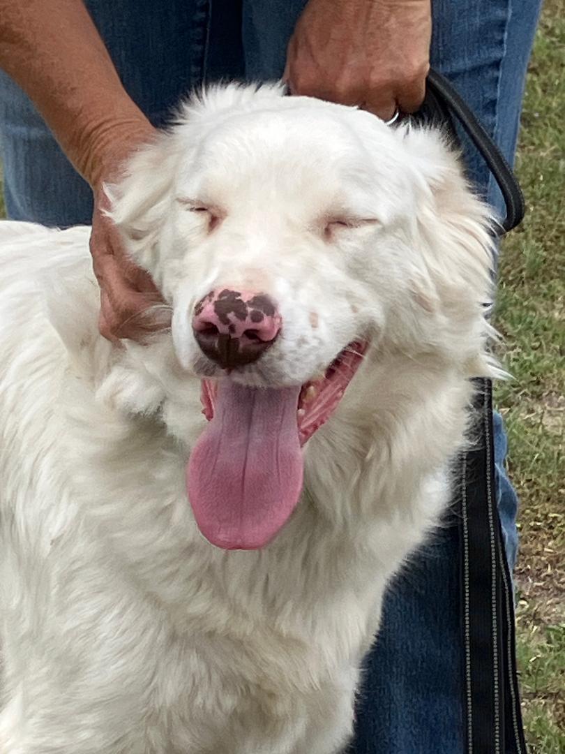 Enlarge RADIO - Tuning in for His Forever Home, an adopted mixed breed in Stephenville, TX image 1/6