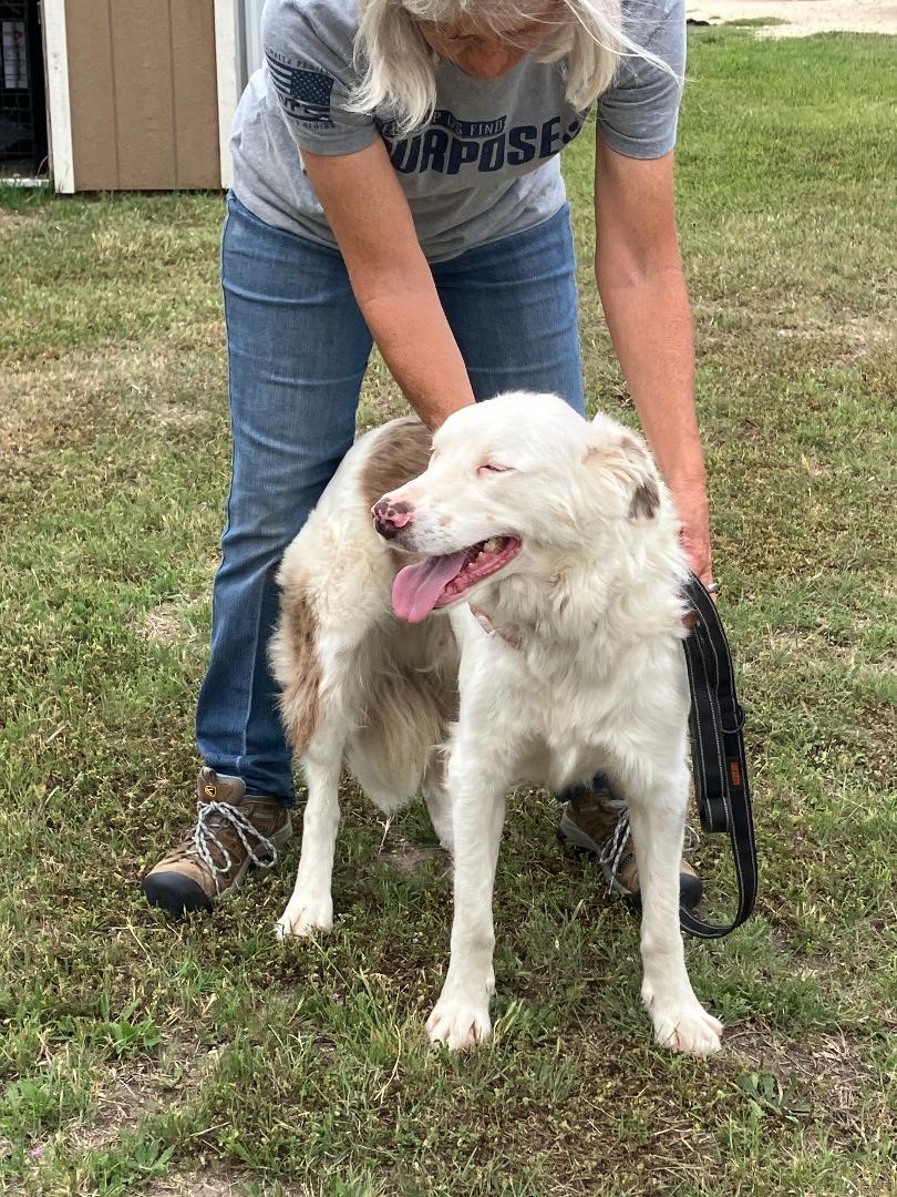 Enlarge RADIO - Tuning in for His Forever Home, an adopted mixed breed in Stephenville, TX image 3/6