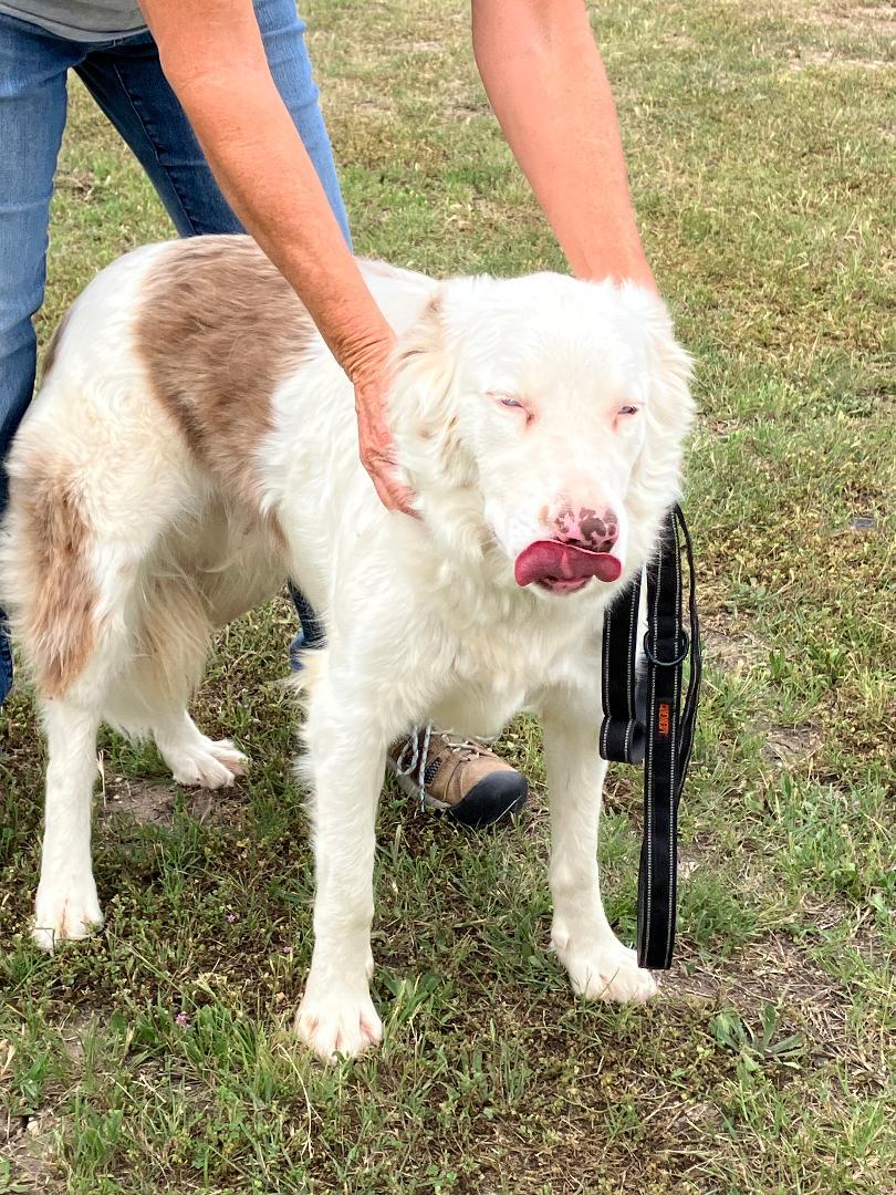 Enlarge RADIO - Tuning in for His Forever Home, an adopted mixed breed in Stephenville, TX image 4/6