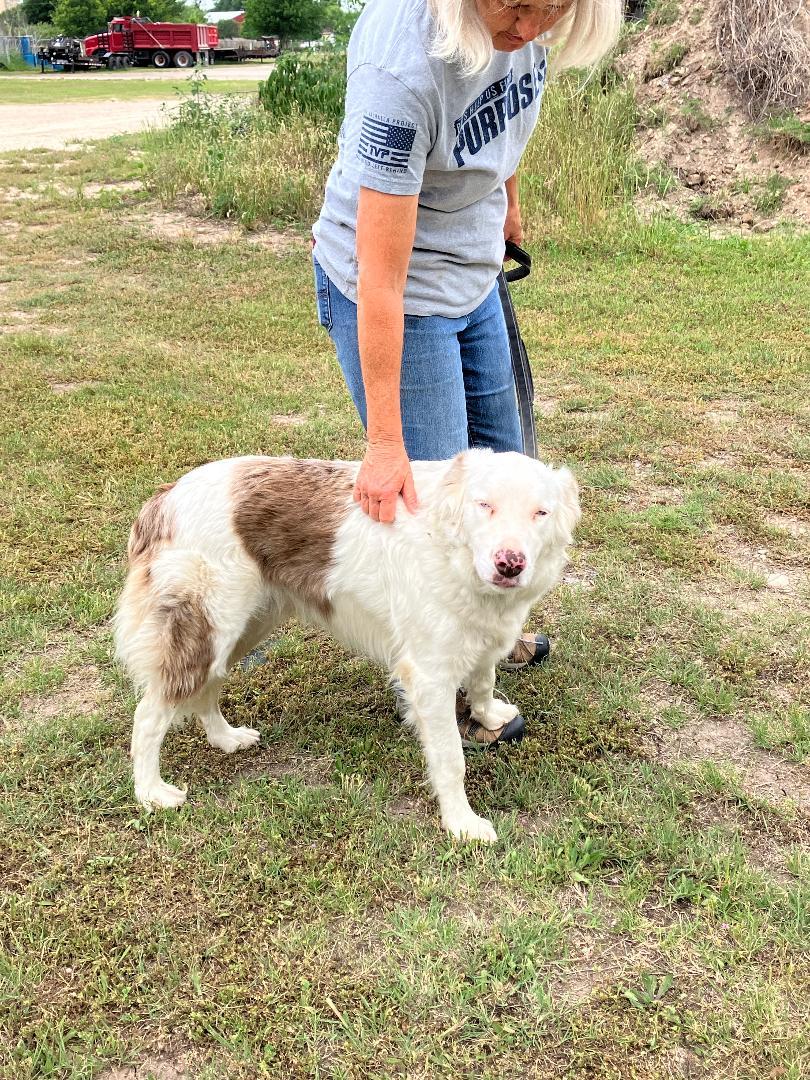 Enlarge RADIO - Tuning in for His Forever Home, an adopted mixed breed in Stephenville, TX image 2/6