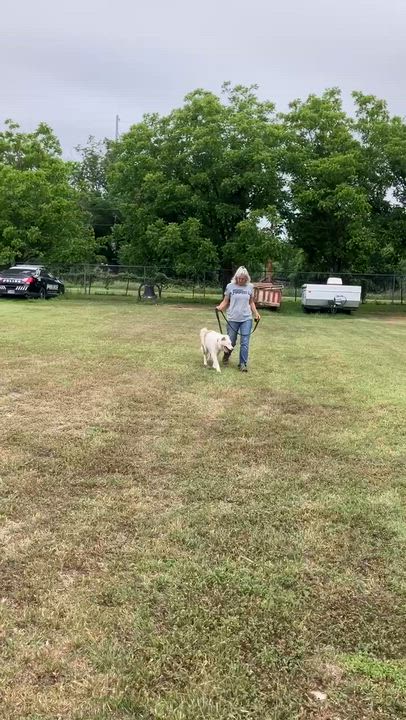 Enlarge RADIO - Tuning in for His Forever Home, an adopted mixed breed in Stephenville, TX video 6/6