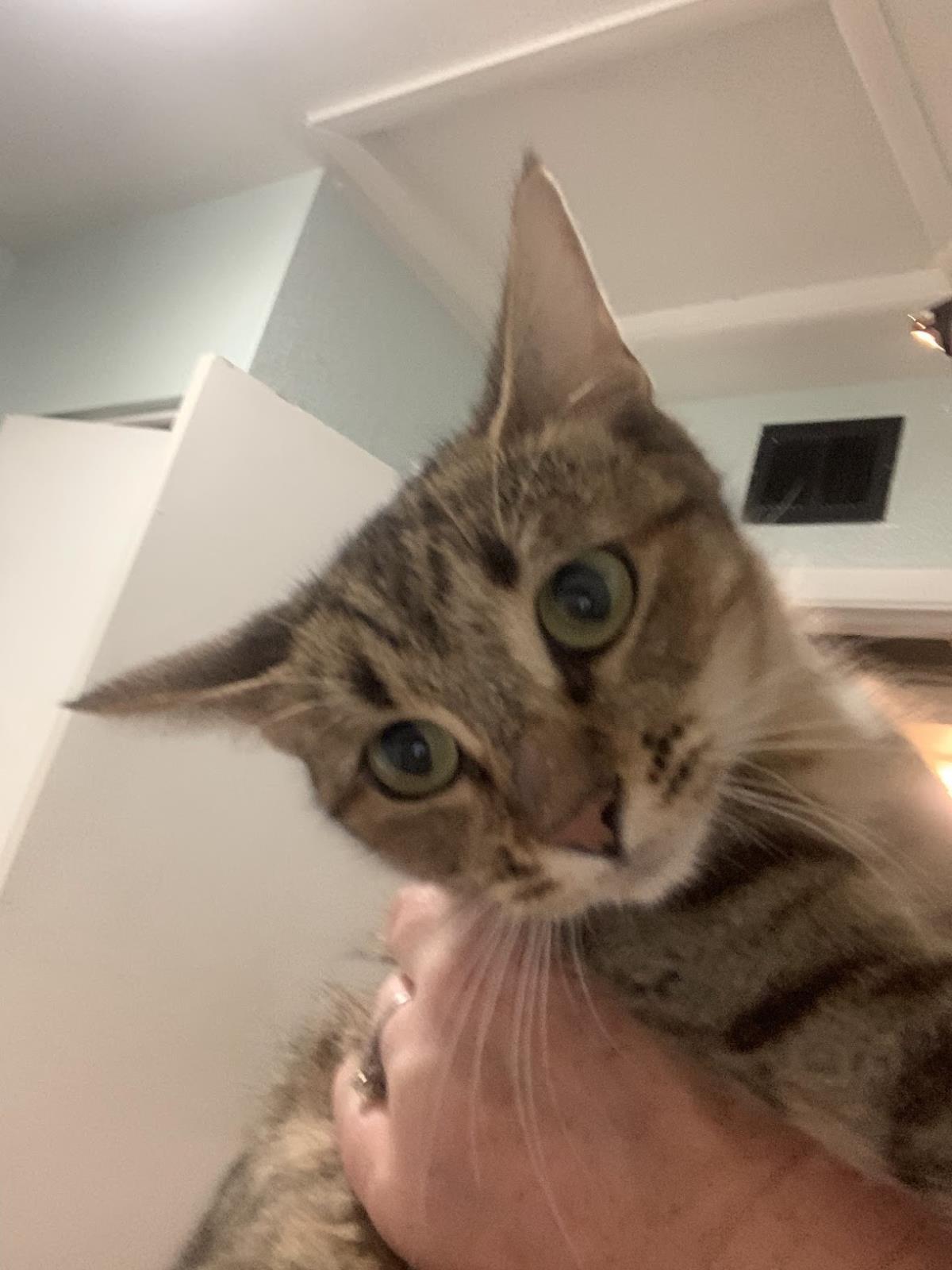 Rosemary Spice, Adoptable, Young Female Domestic Short Hair & Tabby.