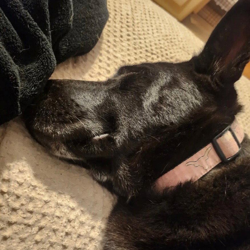 Luna Bell, Adoptable, Adult Female German Shepherd Dog.