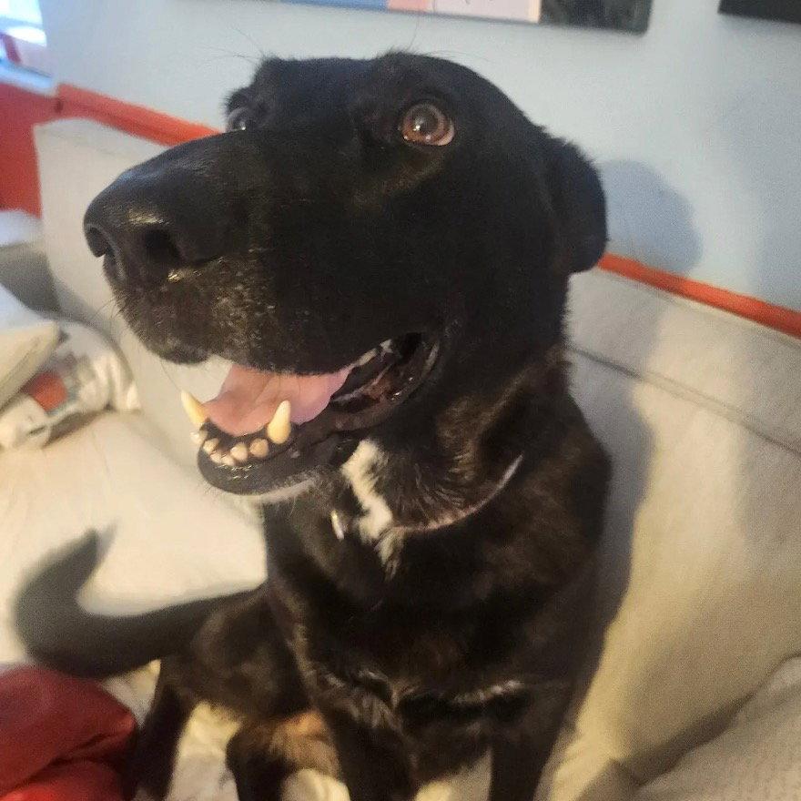 Luna Bell, a Adoptable German Shepherd Dog in Dallas, TX image 2/3