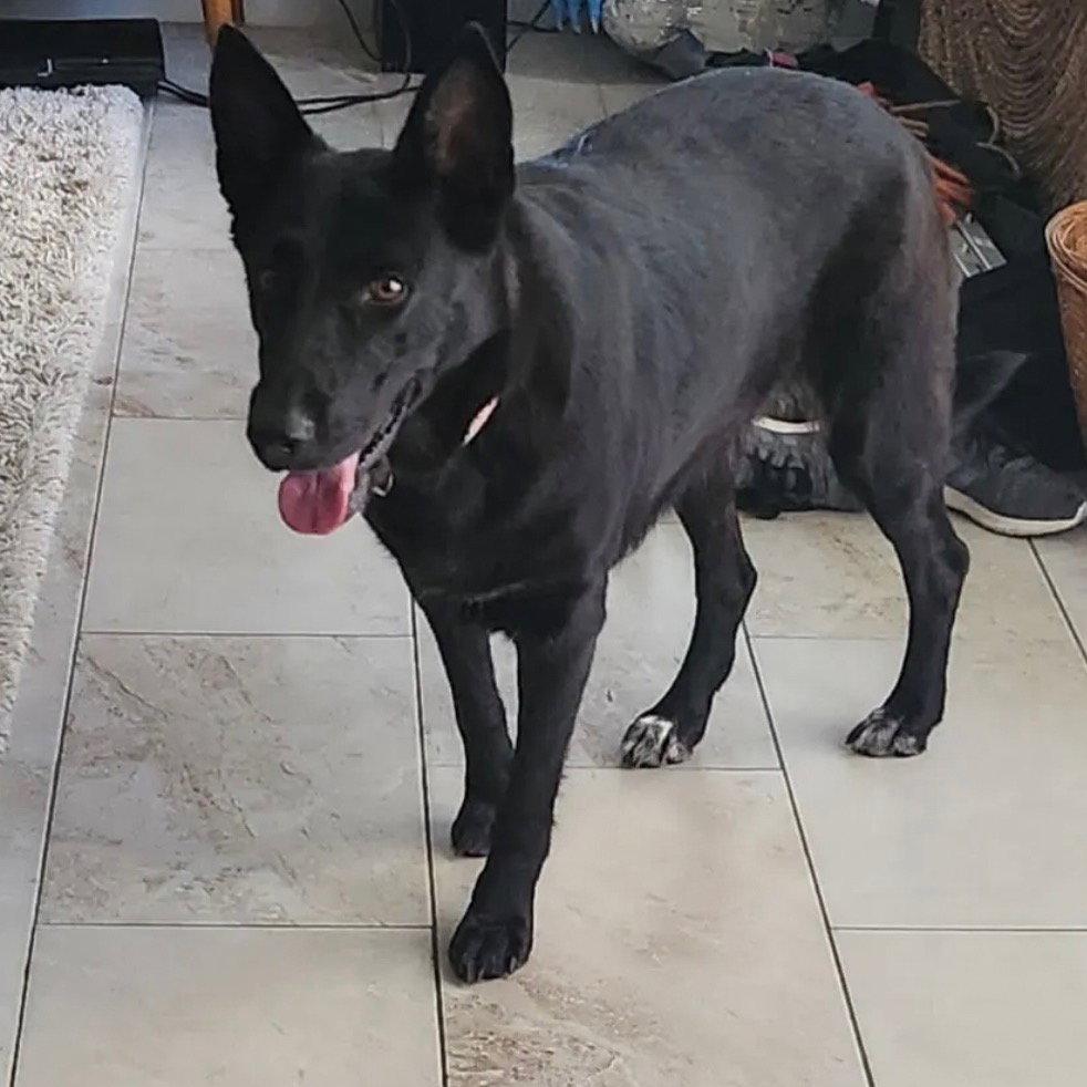 Luna Bell, a Adoptable German Shepherd Dog in Dallas, TX image 3/3