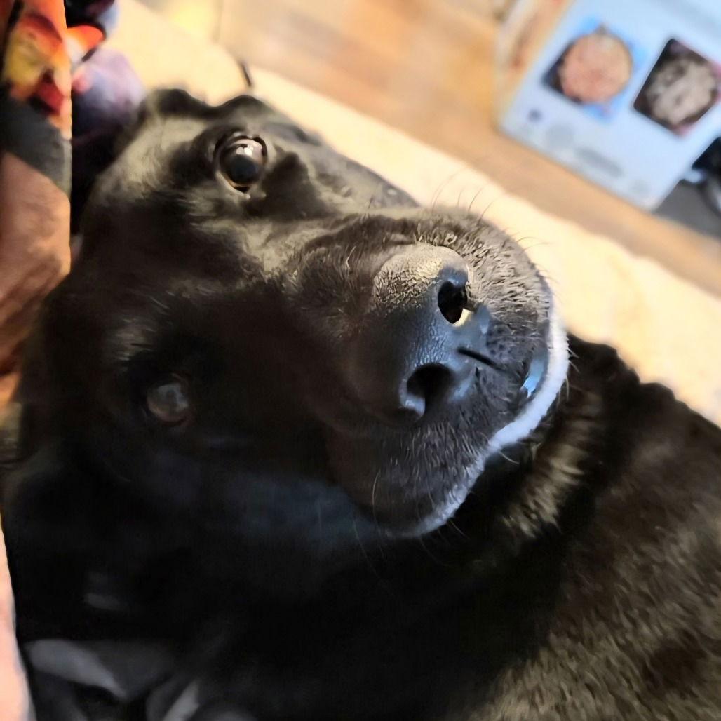 Luna Bell — thumbnail 3